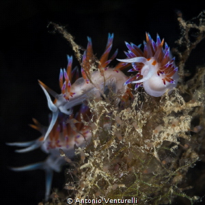 Four small Cratena nudibranchs close to each other tossed... by Antonio Venturelli 